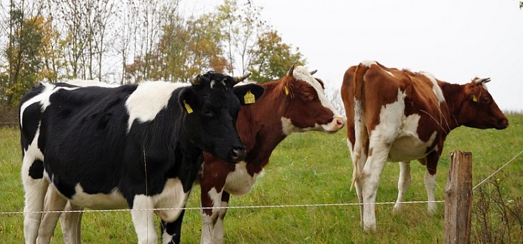 2. Tag der Landwirtschaft in der WERKStadt Limburg 2. Tag der Landwirtschaft in der WERKStadt Limburg