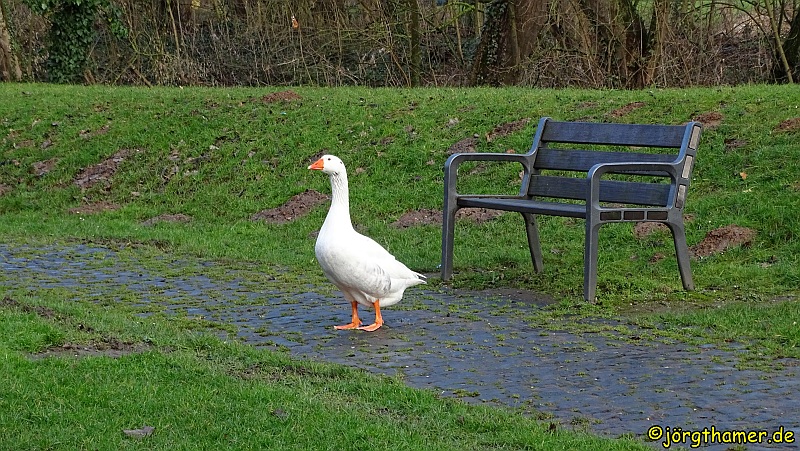 Gans beim Volkswandertag Limbug