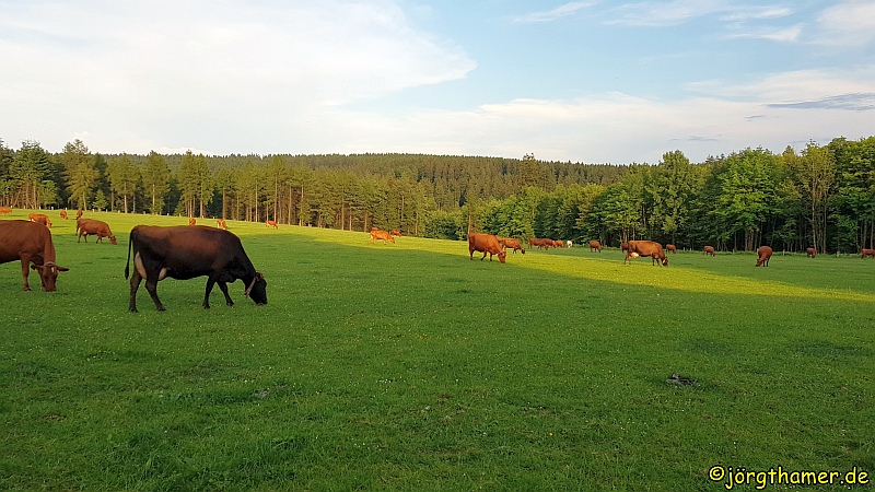 Glückliche Kühe (Lahnhof)