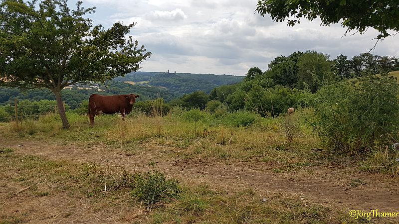 Blick auf Kuh und Schaumburg