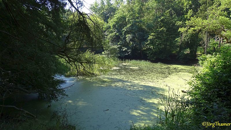 Küppeltour - Teich an der Schaumburg