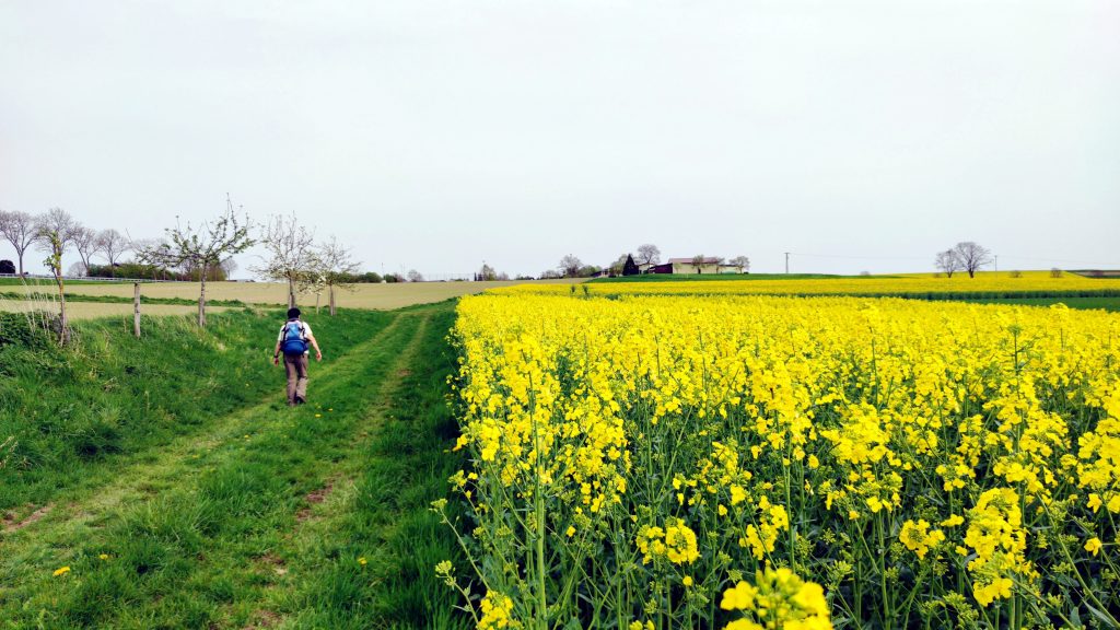 Rapsfeld bei Holzhausen